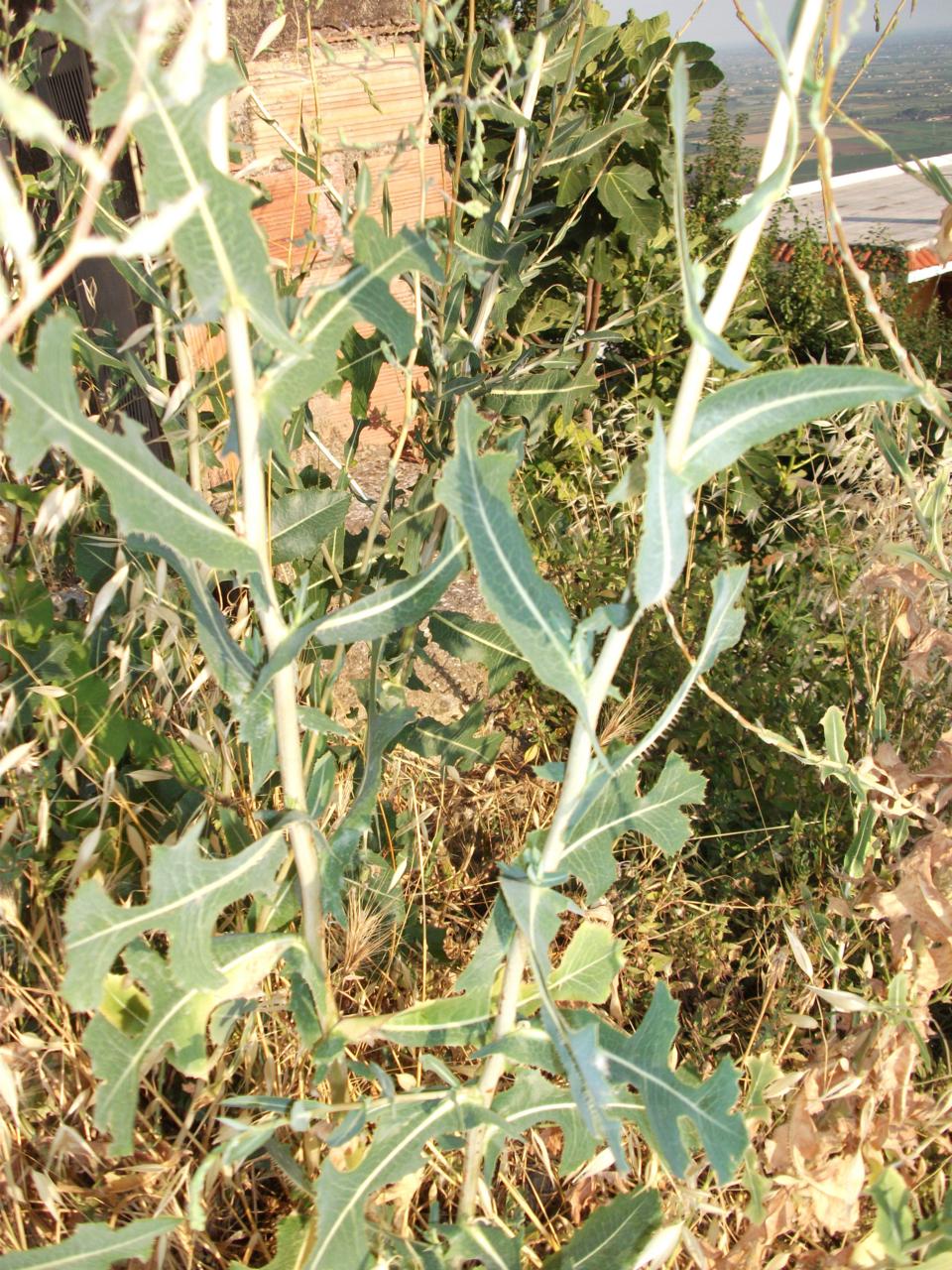 Lactuca sativa subsp. serriola / Lattuga selvatica