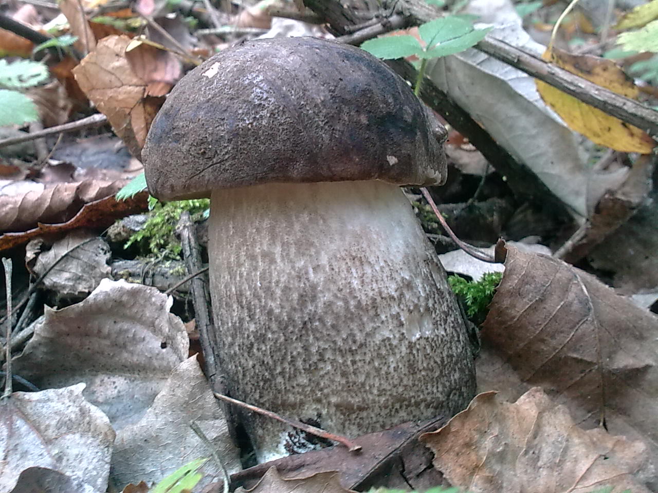 Leccinum e poi... ?