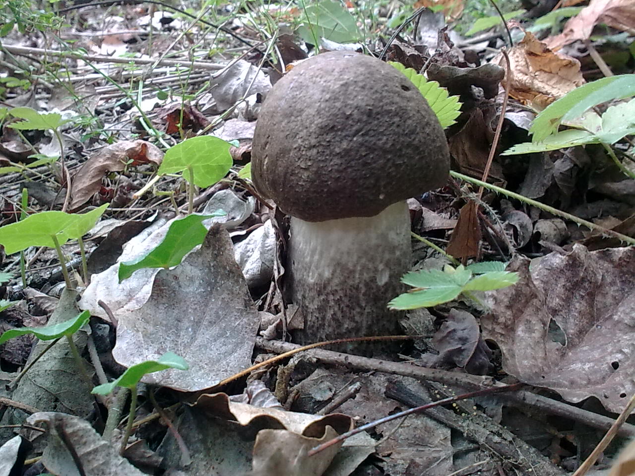 Leccinum e poi... ?