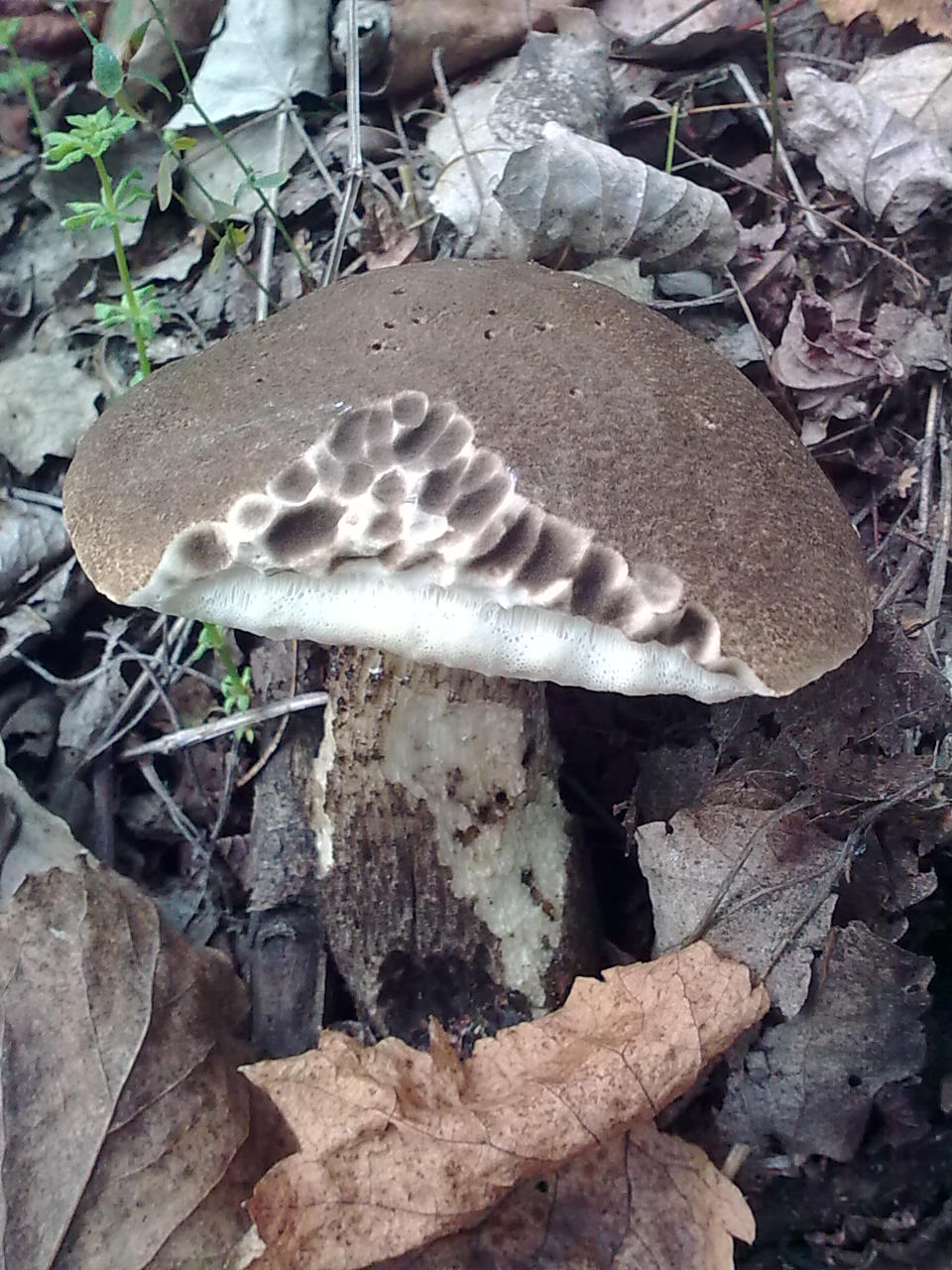 Leccinum e poi... ?