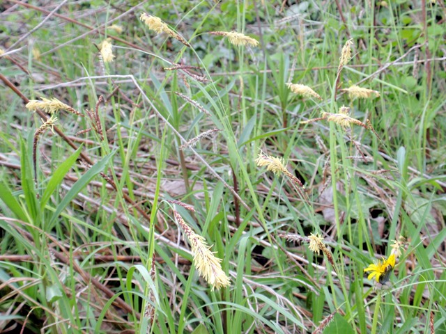 Pianta di ambiente umido da id - Carex flacca