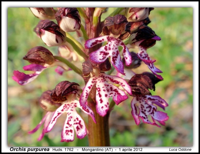 Prime fioriture dall''Astigiano!!!