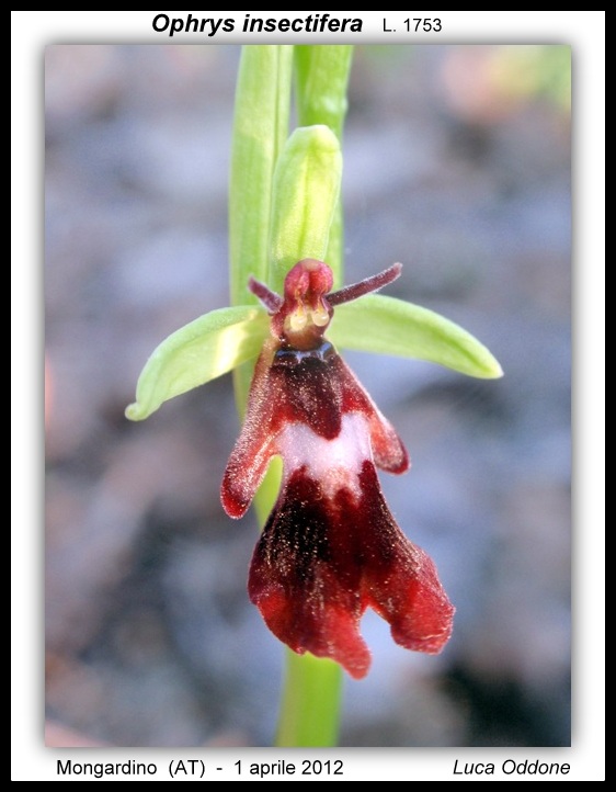 Prime fioriture dall''Astigiano!!!