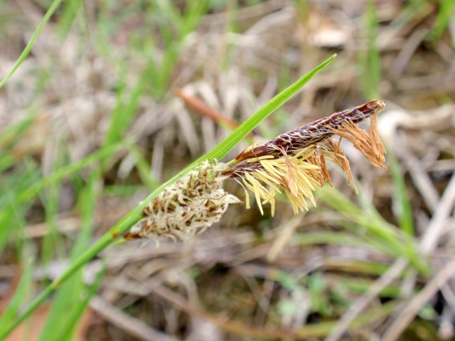 Pianta di ambiente umido da id - Carex flacca