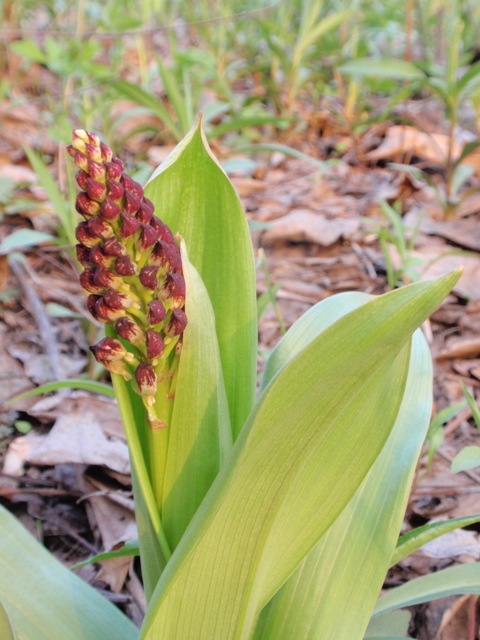 Prima Orchis purpurea in Piemonte