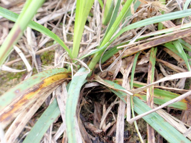 Pianta di ambiente umido da id - Carex flacca