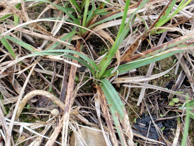 Pianta di ambiente umido da id - Carex flacca