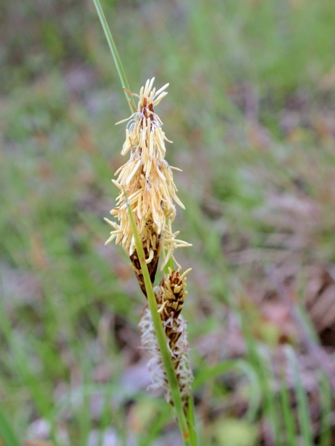 Pianta di ambiente umido da id - Carex flacca