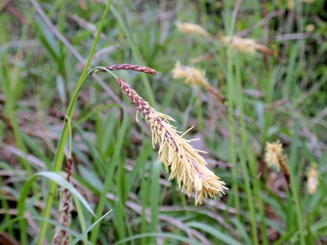 Pianta di ambiente umido da id - Carex flacca