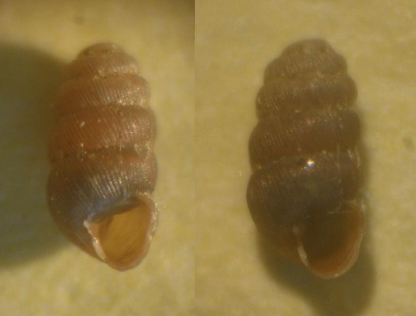 Truncatellina cylindrica (Frussac, 1807) da confermare ?