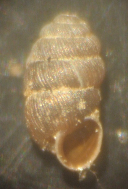 Truncatellina cylindrica (Frussac, 1807) da confermare ?