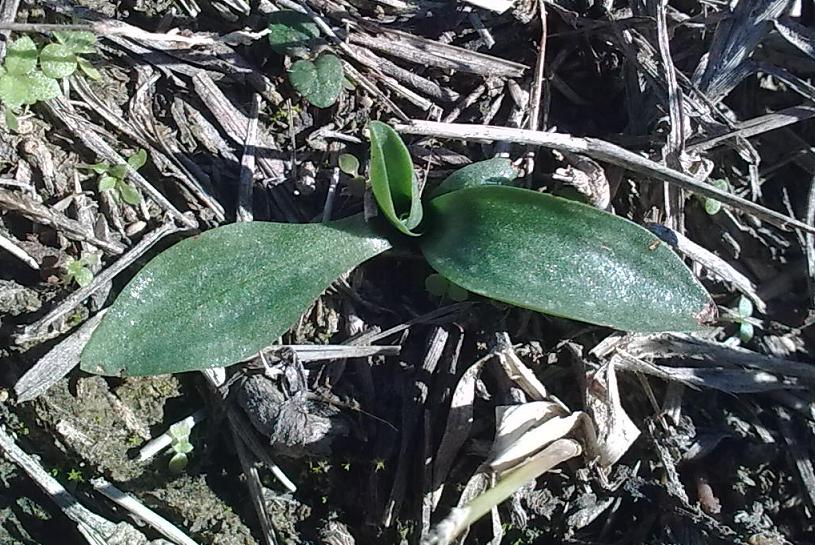 Rosetta basale.... Spiranthes spiralis?!