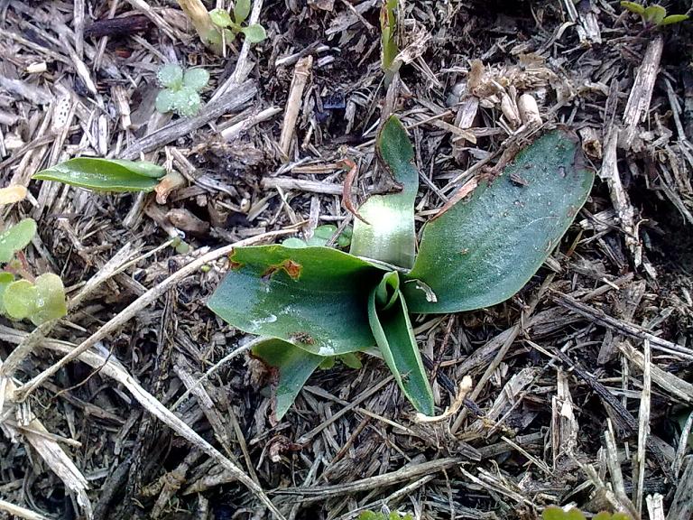 Rosetta basale.... Spiranthes spiralis?!