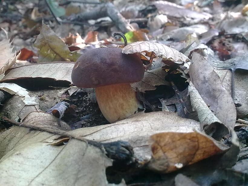 Leccinum?