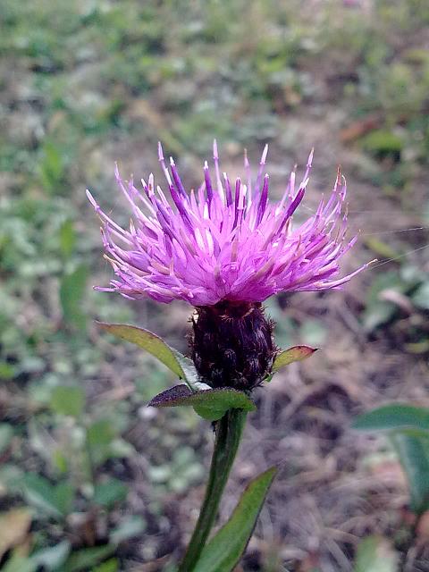 Centaurea nigrescens