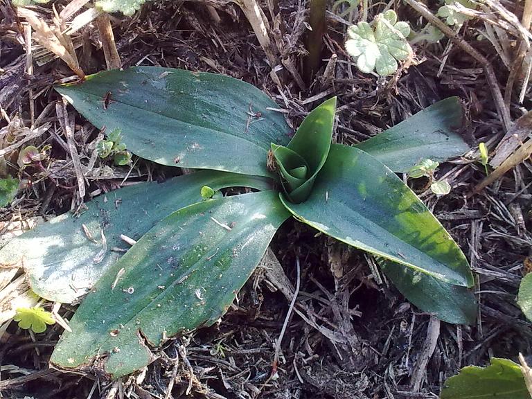 Rosetta basale.... Spiranthes spiralis?!