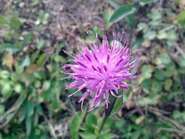 Centaurea nigrescens