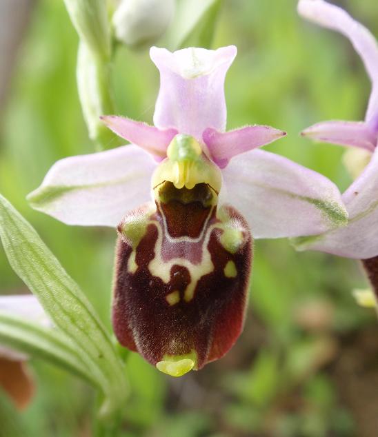 Ophrys holosericea subsp. dinarica ... ?