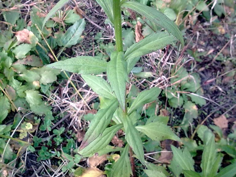 Erigeron annuus