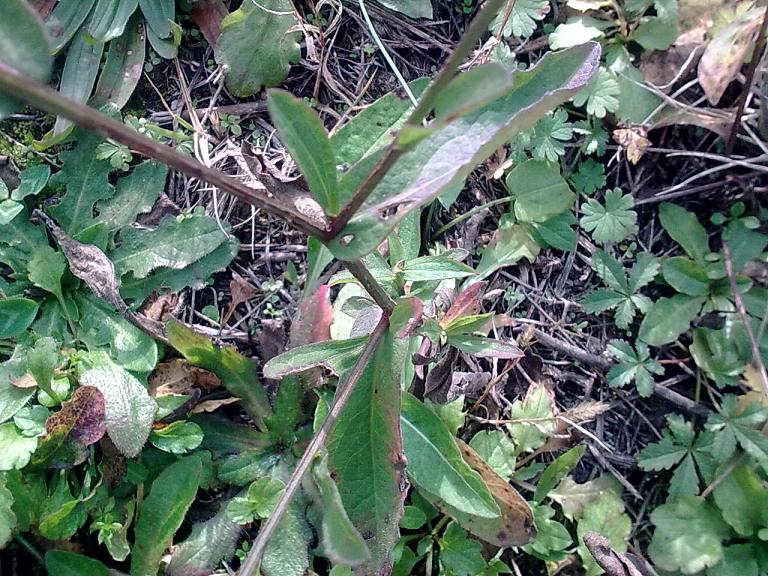 Centaurea nigrescens