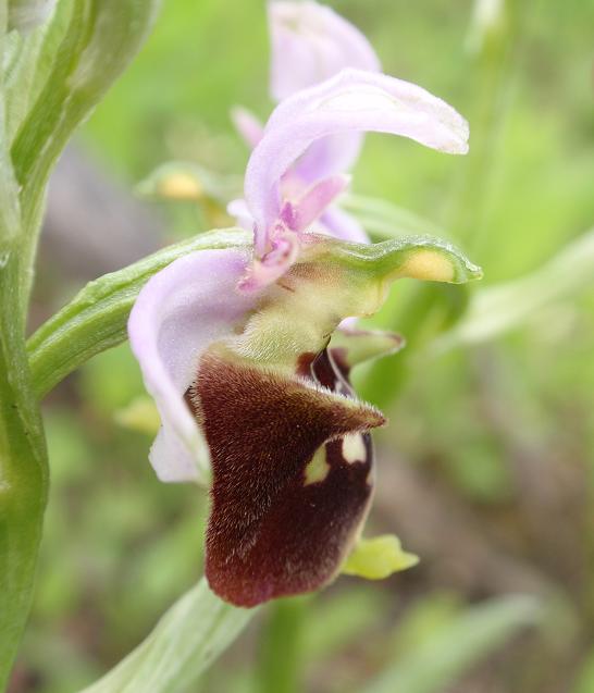 Ophrys holosericea subsp. dinarica ... ?