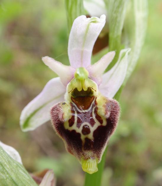 Ophrys holosericea subsp. dinarica ... ?