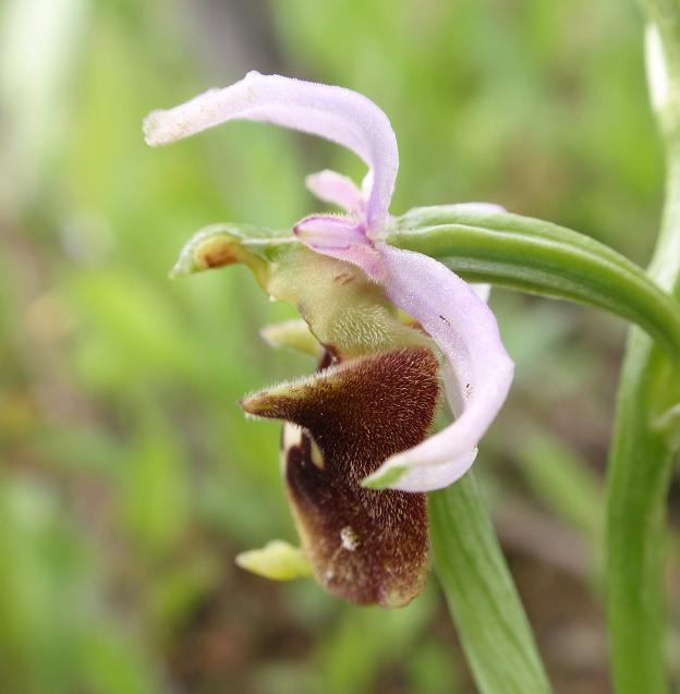 Ophrys holosericea subsp. dinarica ... ?