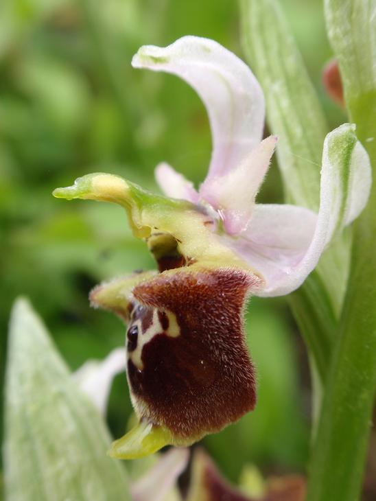 Ophrys holosericea subsp. dinarica ... ?