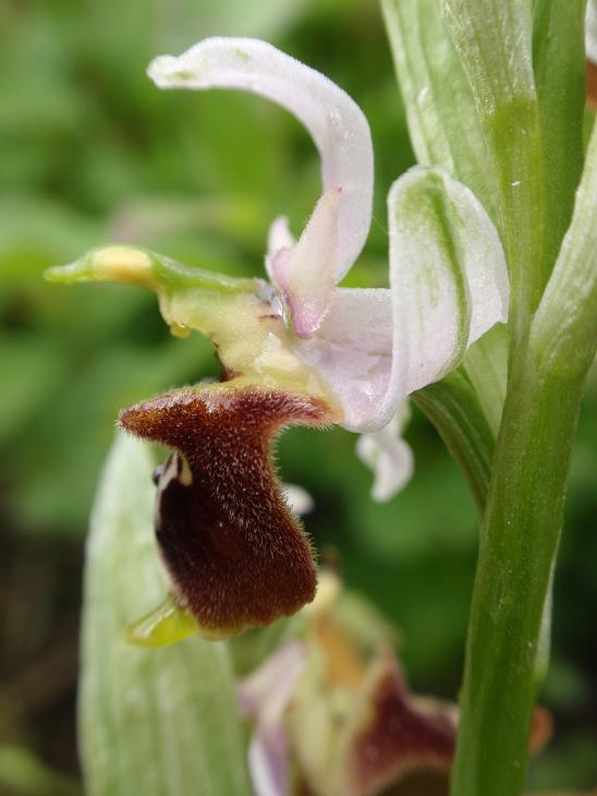 Ophrys holosericea subsp. dinarica ... ?