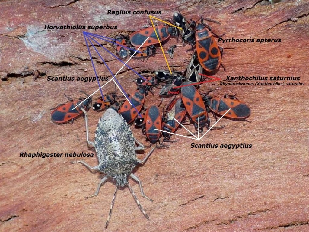 Vari Heteroptera svernanti.