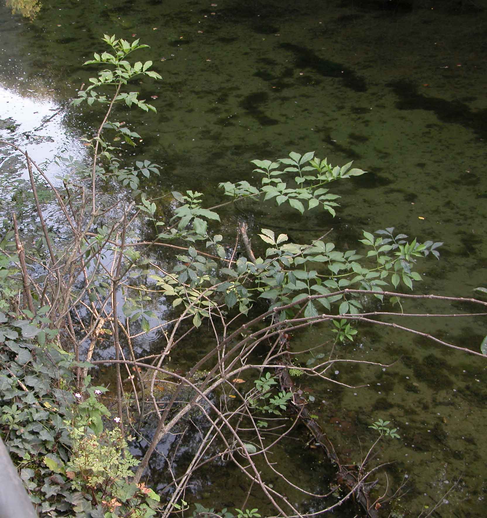 Lestes viridis (accoppiamenti)