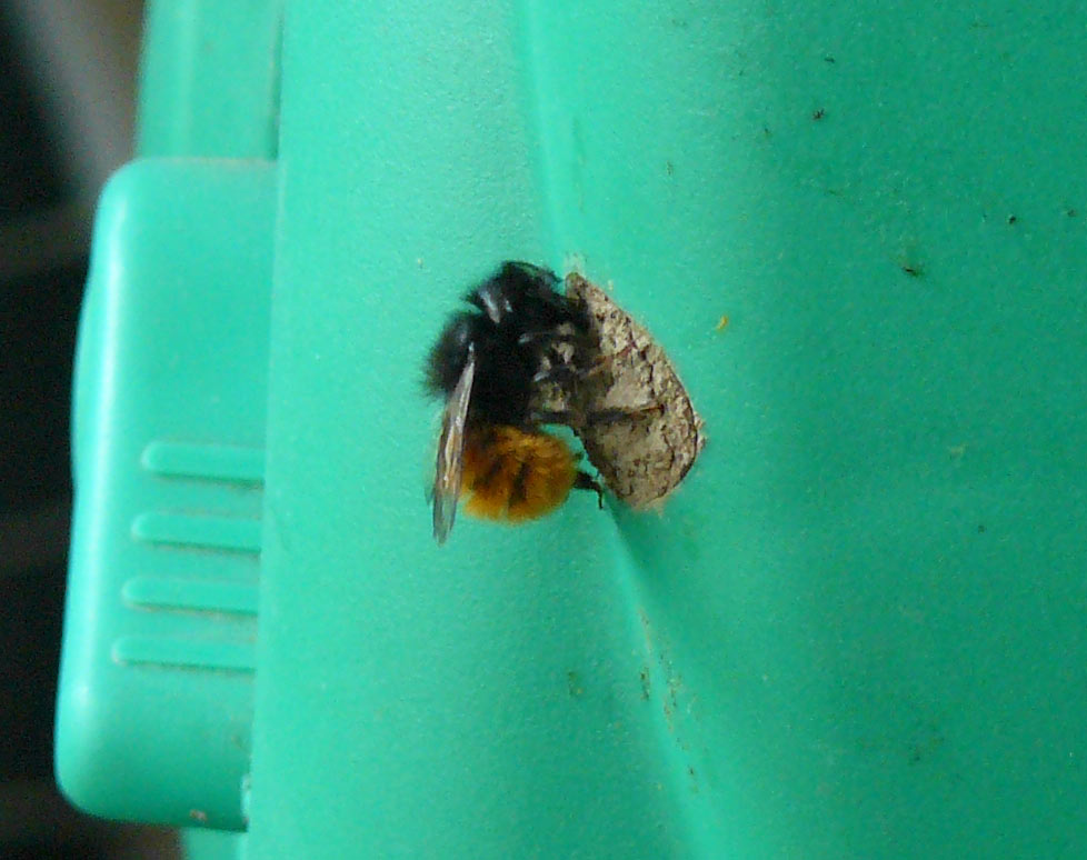 Osmia cornuta ♀ (Apidae Megachilinae)