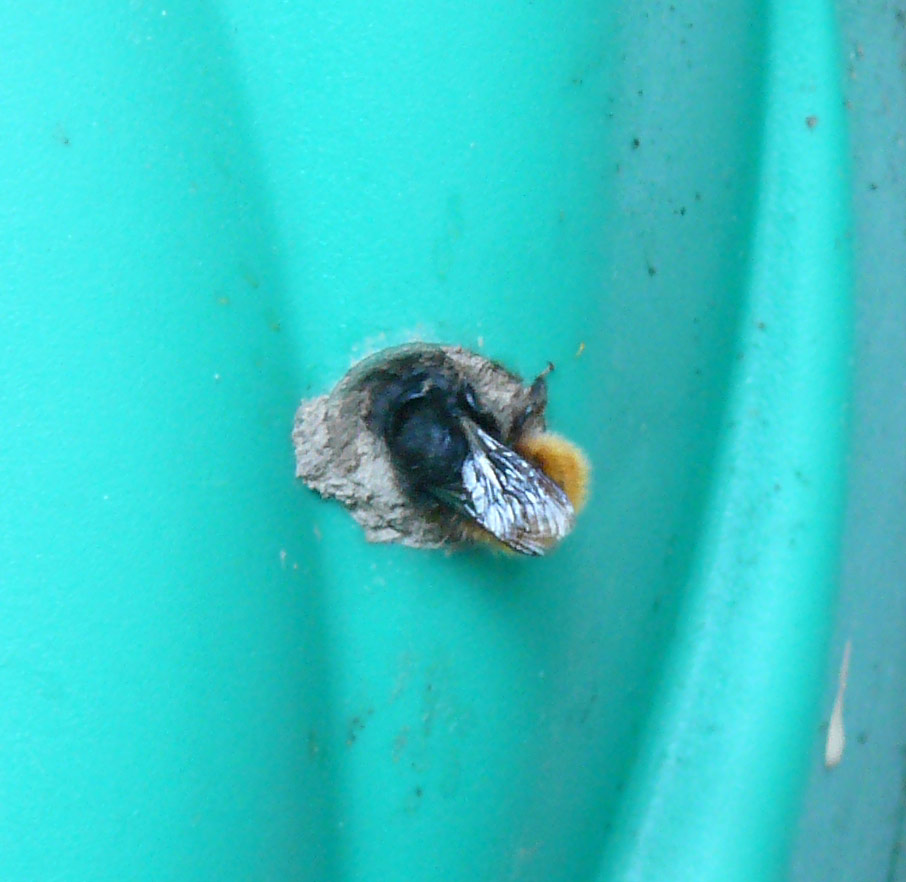 Osmia cornuta ♀ (Apidae Megachilinae)