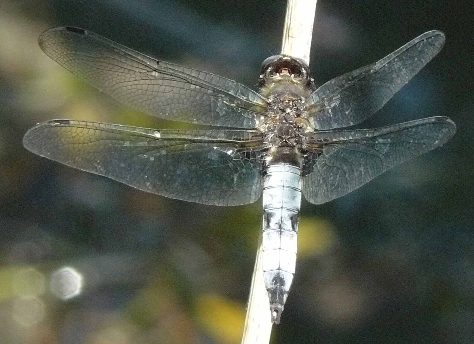 Orthetrum cancellatum predatore di altre libellule