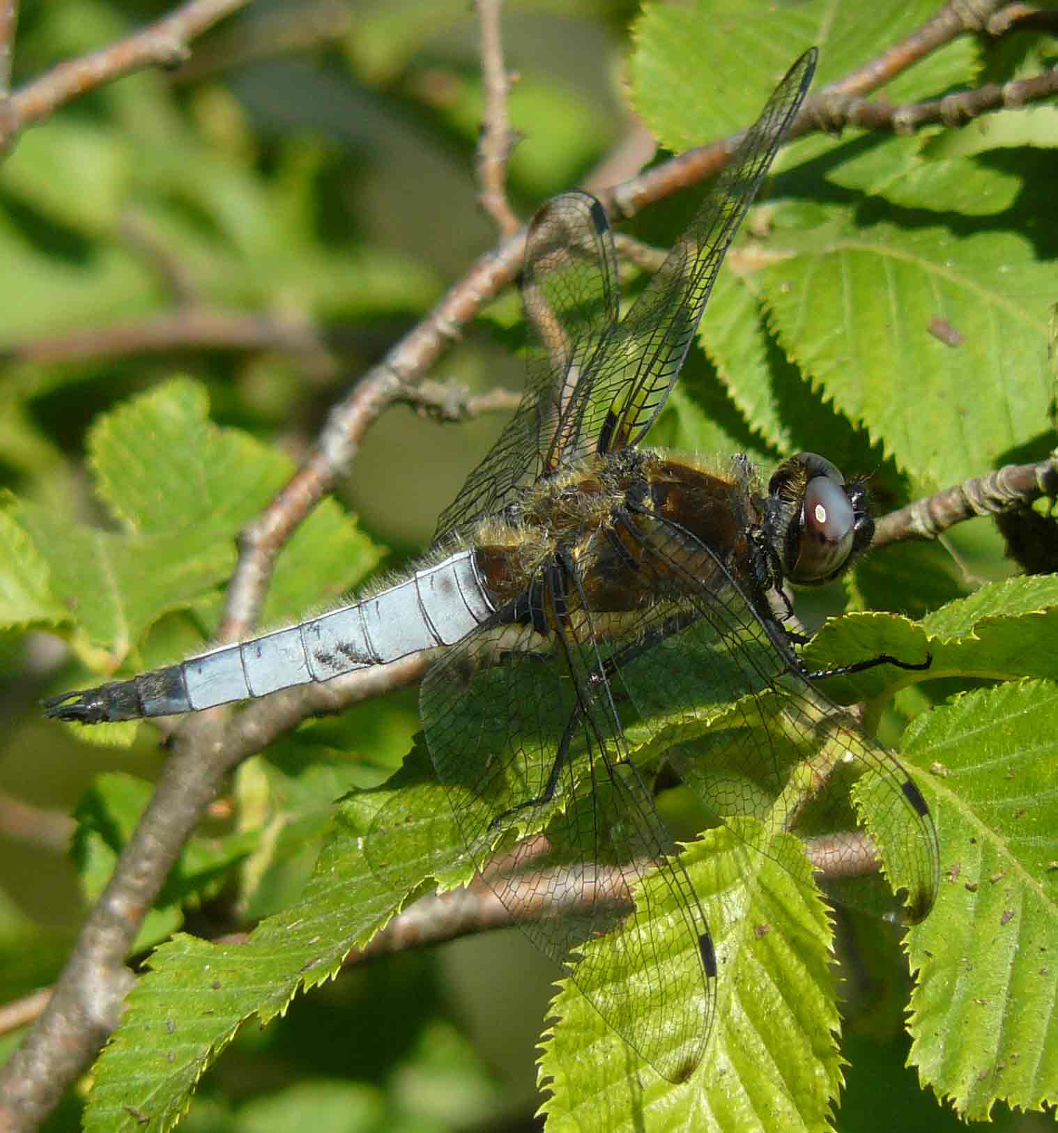 Orthetrum cancellatum predatore di altre libellule