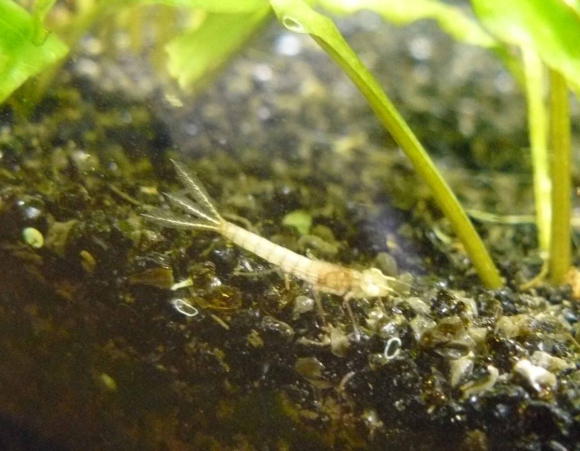 Larva di Zigottero nell''acquario