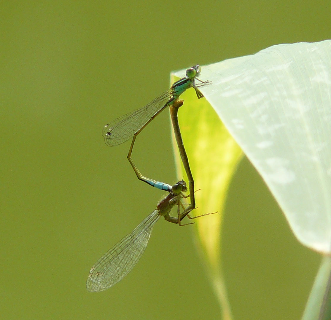 Ischnura elegans - femmina autocroma?