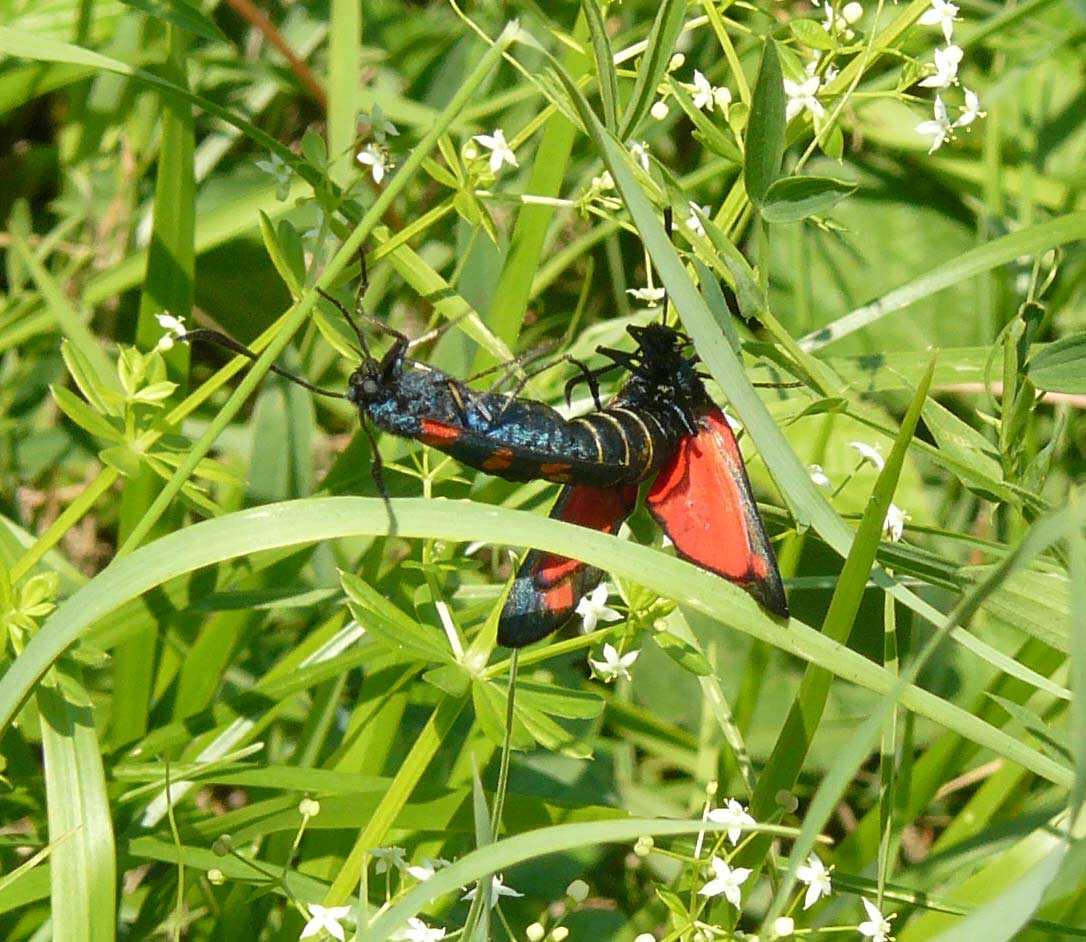 Zygaena sp