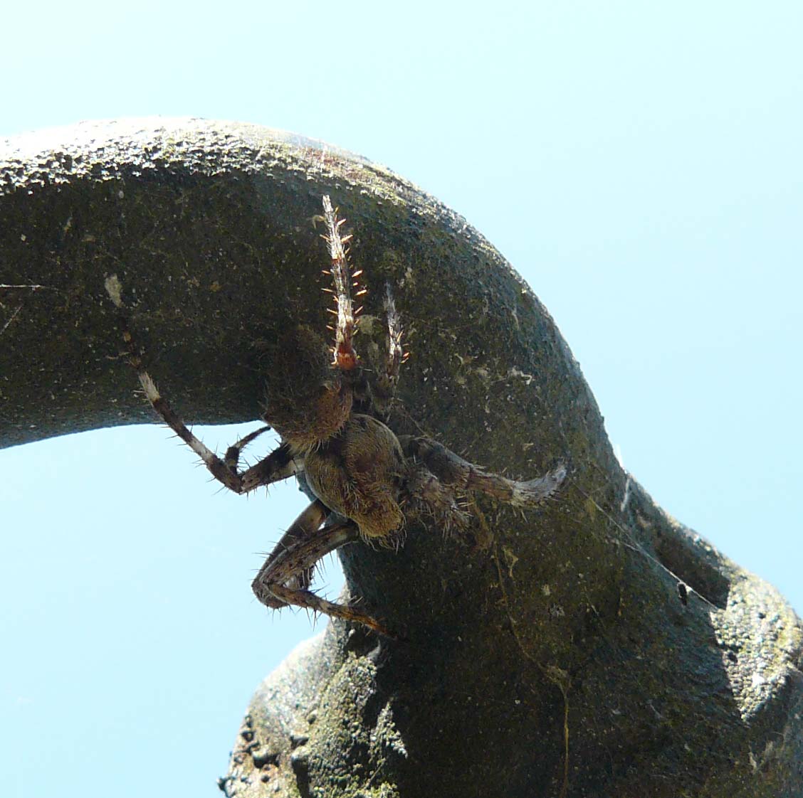 Araneus sp.