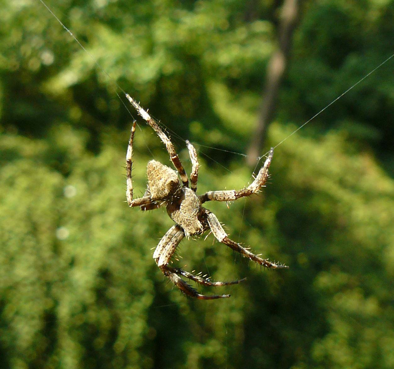 Araneus sp.