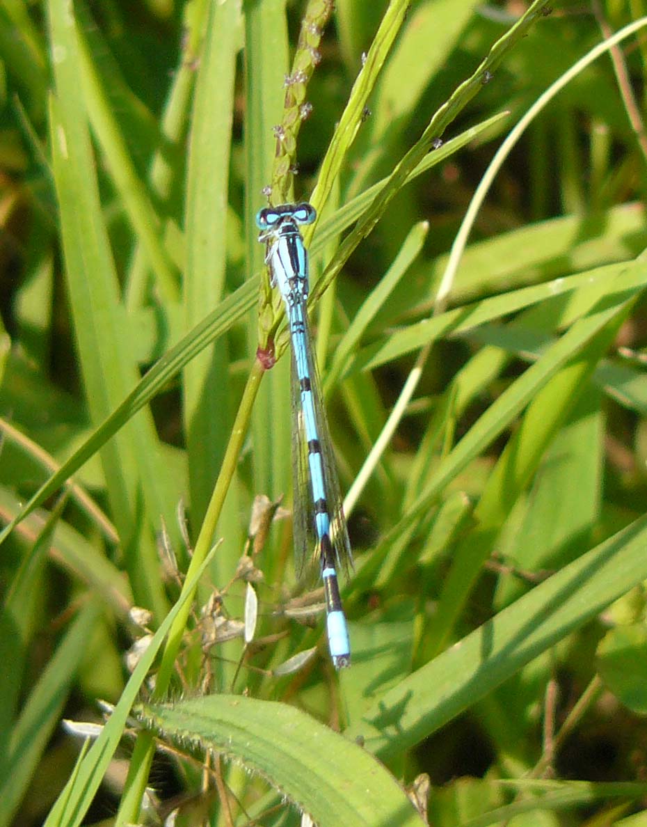 Enallagma cyathigerum con S2 insolito