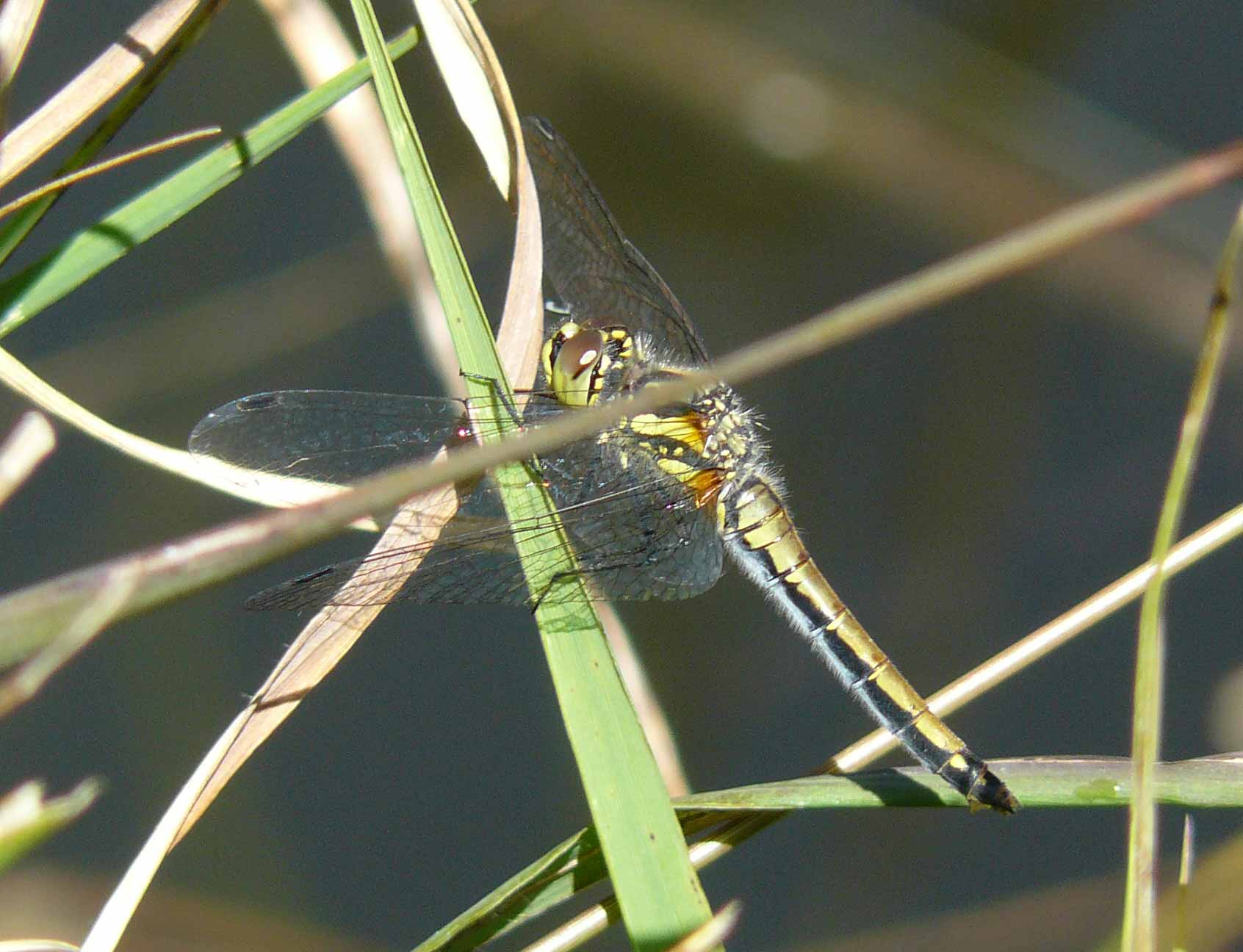 Sympetrum danae f, m e m vecchio