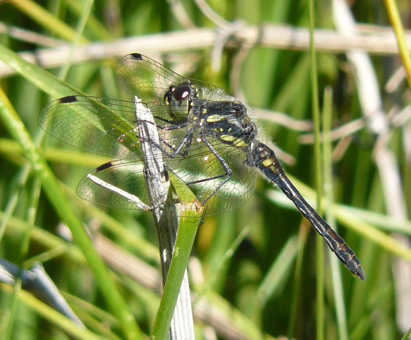 Sympetrum danae f, m e m vecchio