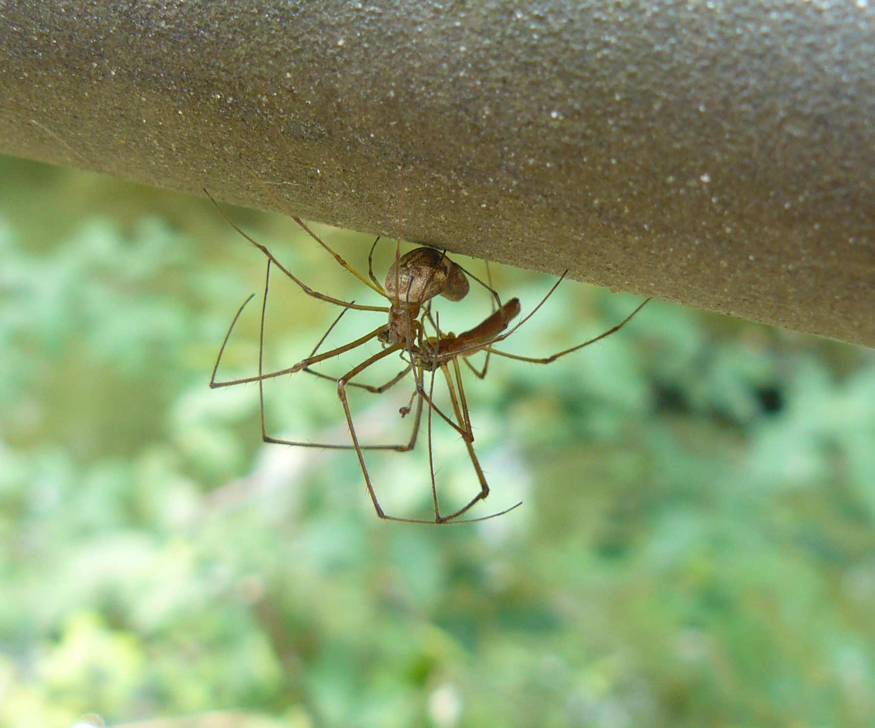 Tetragnatha sp