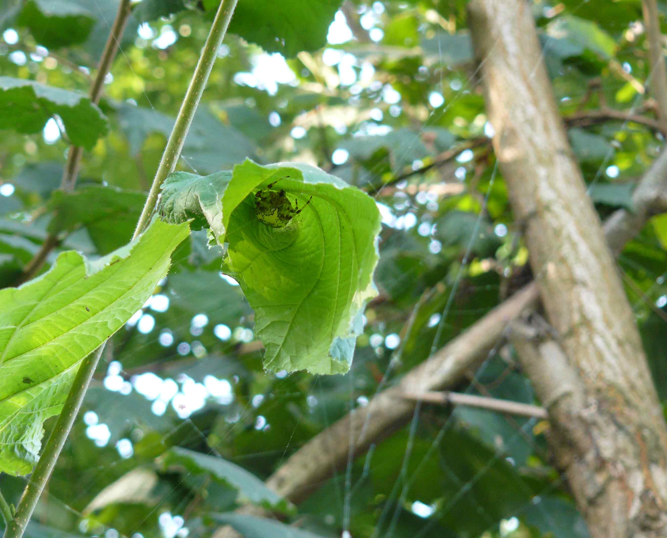 Araneus marmoreus