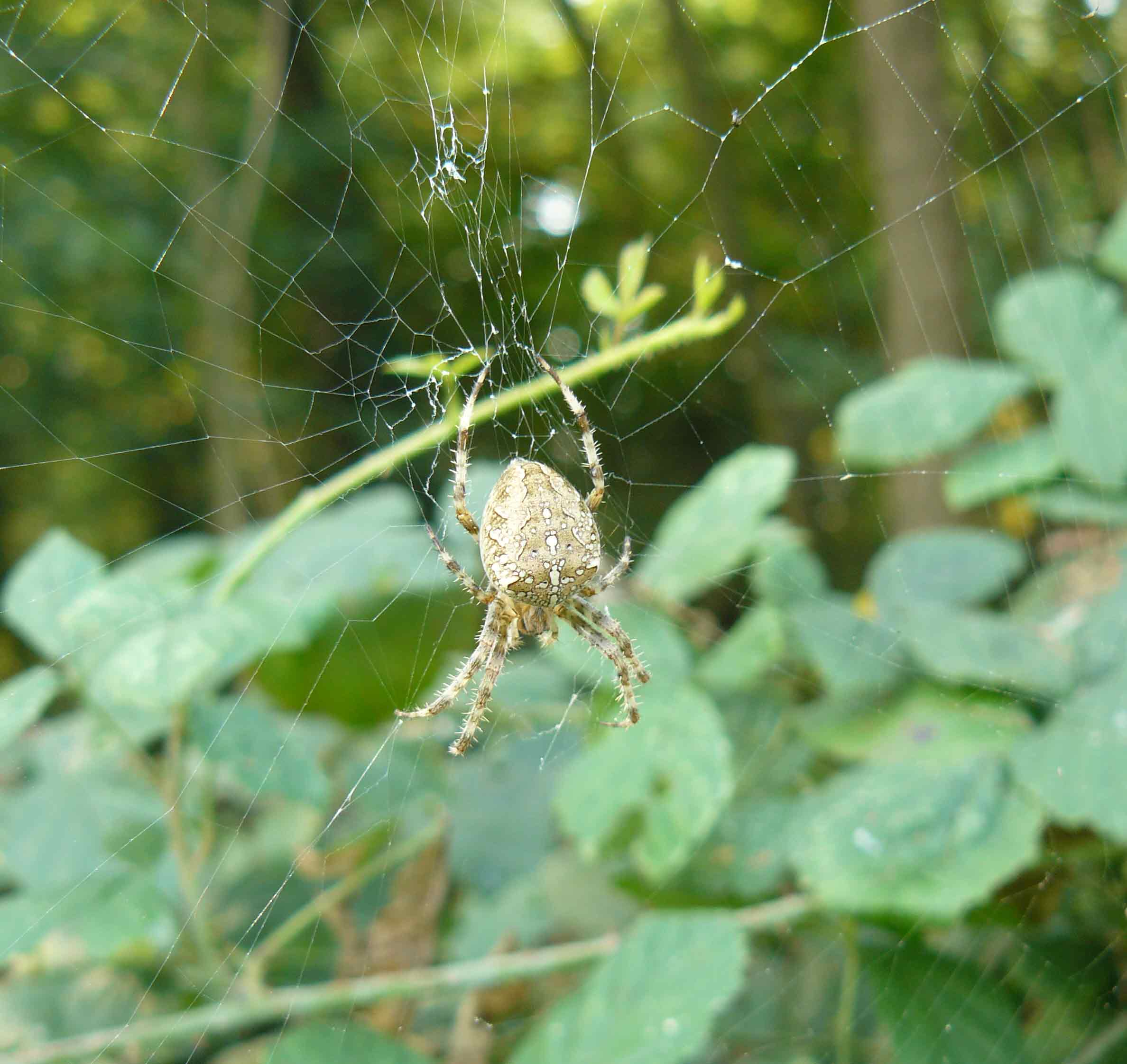 Araneus diadematus