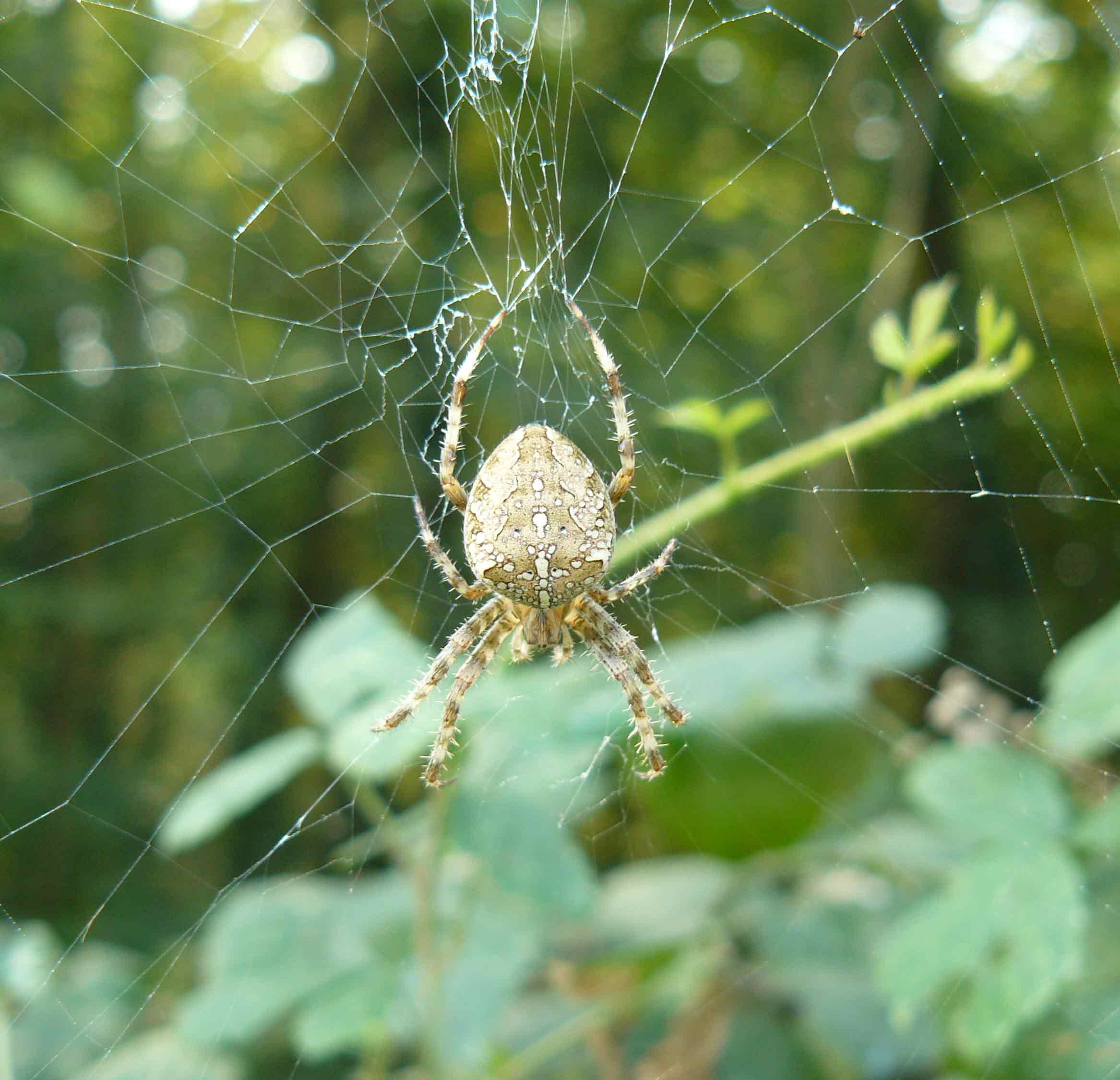 Araneus diadematus