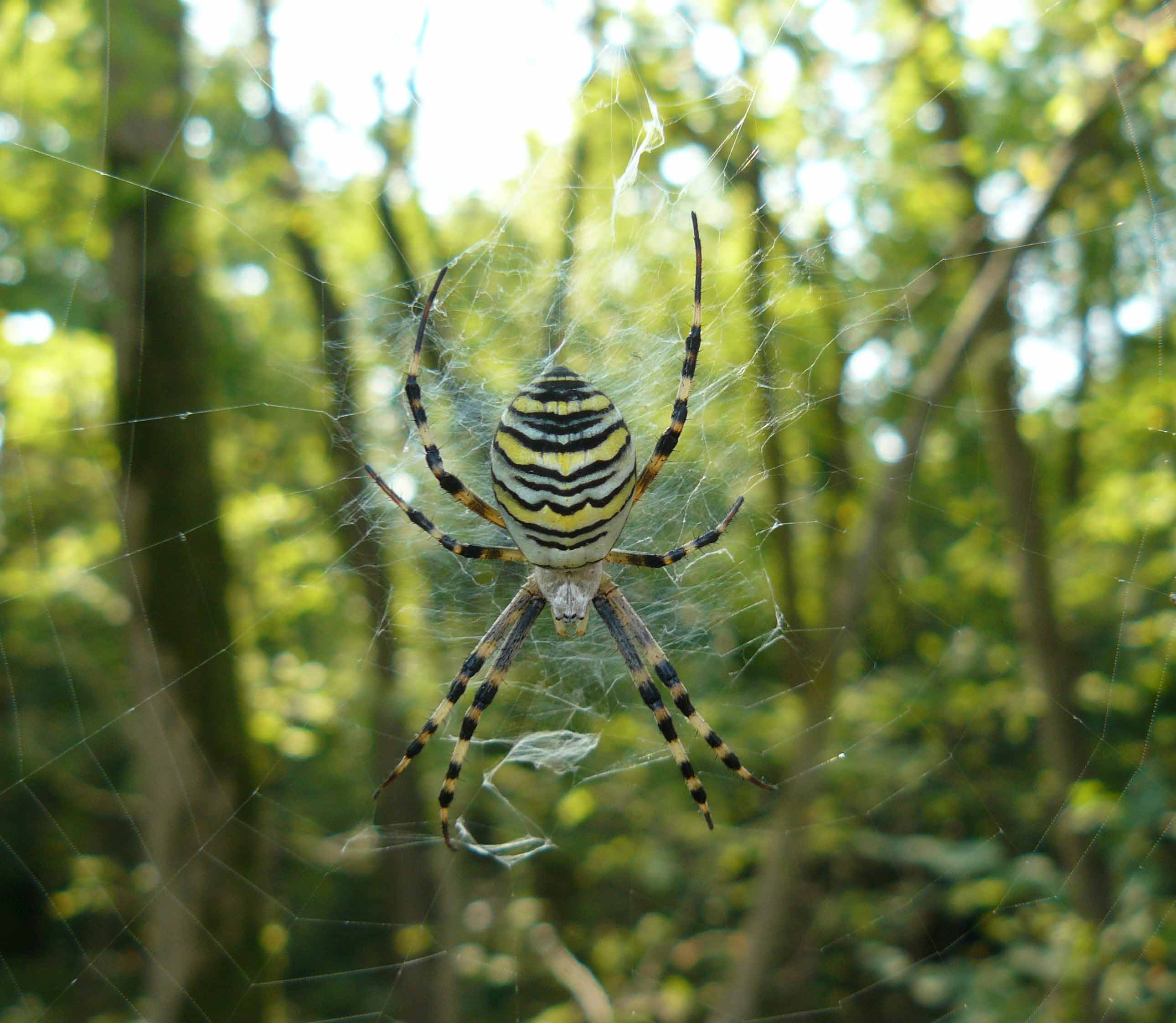 Argiope bruennichi