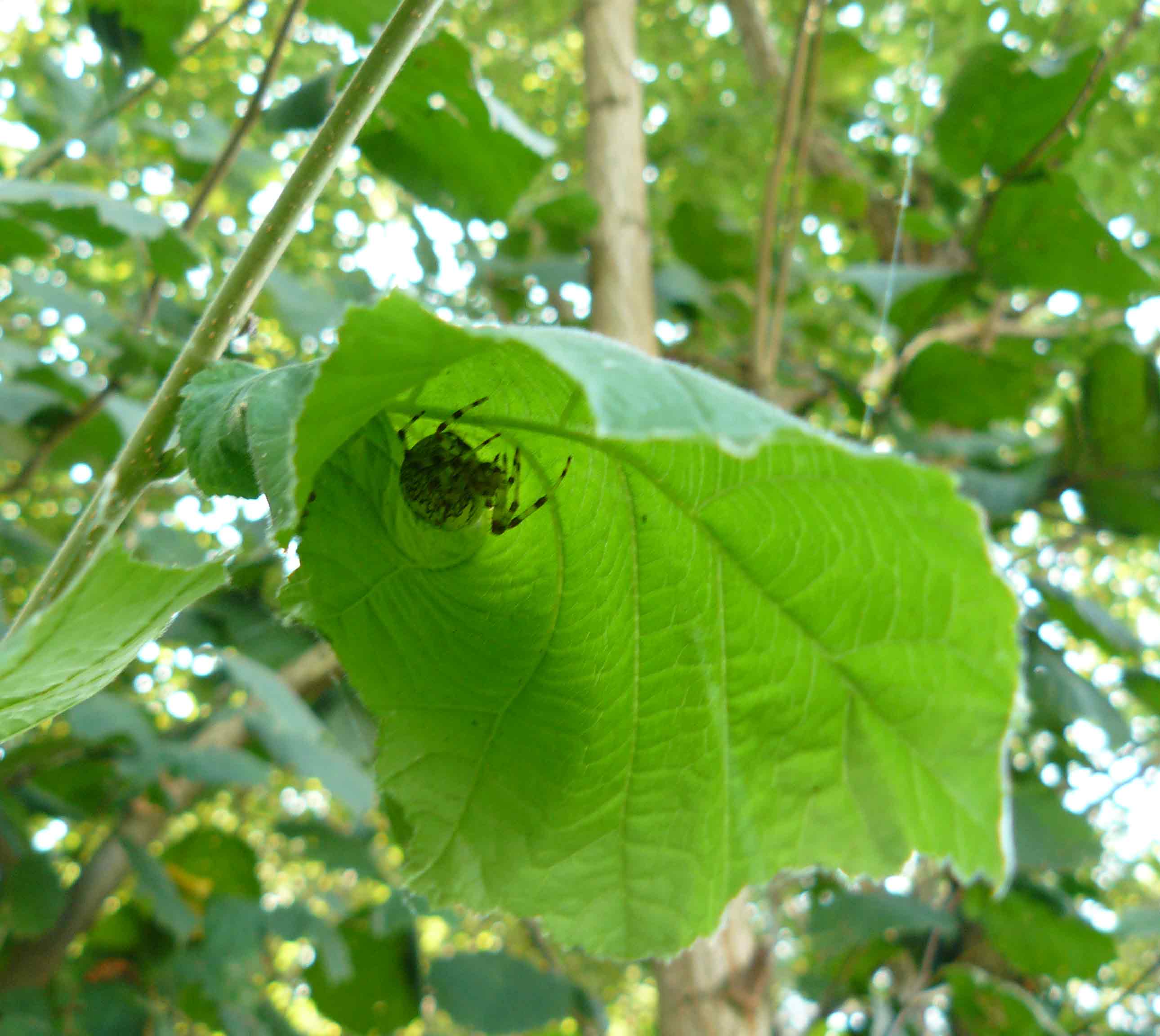 Araneus marmoreus