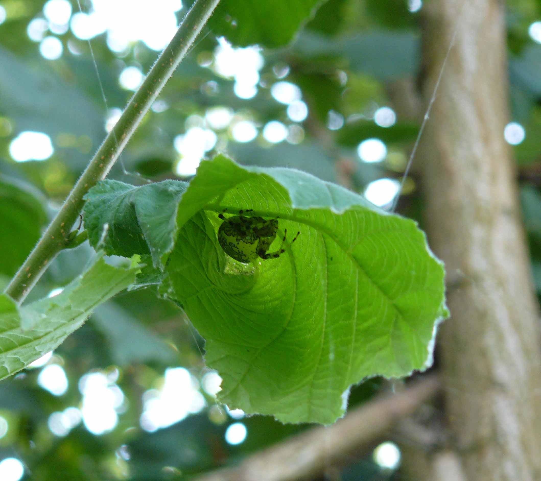 Araneus marmoreus